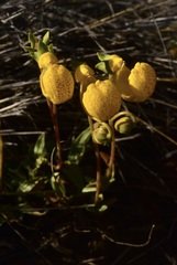 Calceolaria polyrhiza