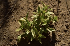 Calceolaria polyrhiza