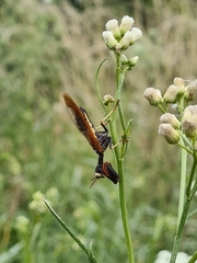 Paramantispa ambusta