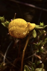 Calceolaria polyrhiza