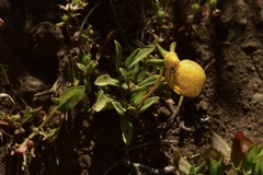 Calceolaria polyrhiza