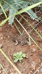 Poyntonophrynus fenoulheti