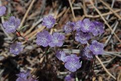 Phacelia exilis