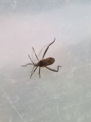 Phthiacnemia picta