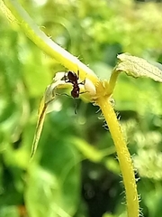 Crematogaster subnuda