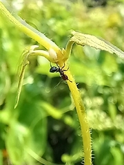 Crematogaster subnuda