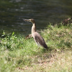 Ardeidae