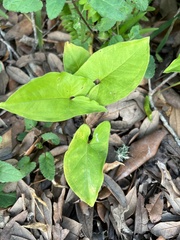 Syngonium