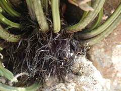 Asplenium appendiculatum