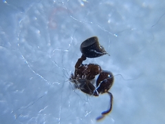 Crematogaster subnuda