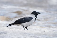 Corvus cornix