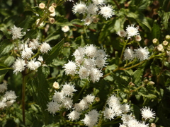 Ageratina glechonophylla