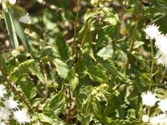 Ageratina glechonophylla