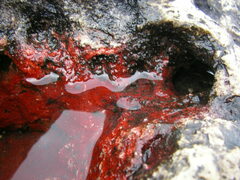 Haematococcus lacustris