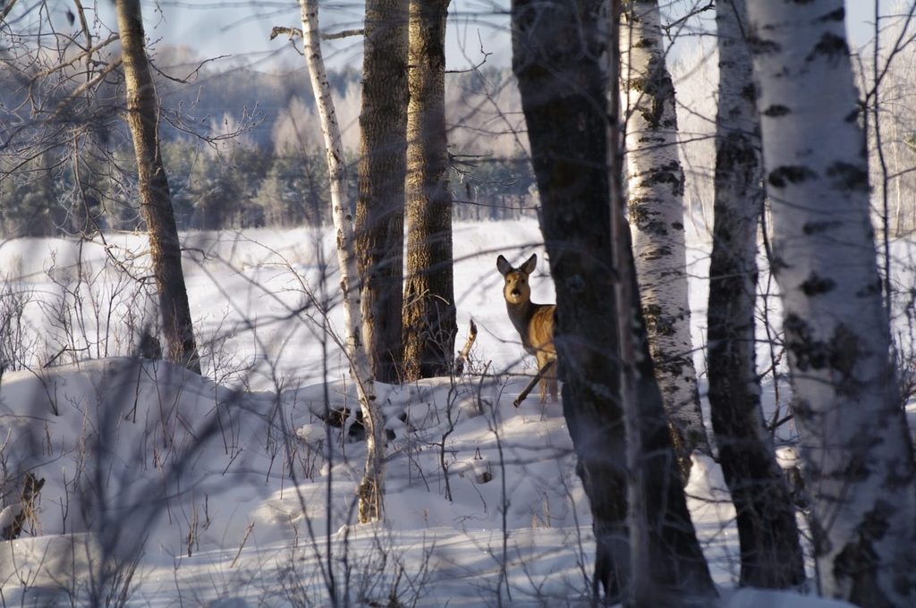 Eastern Roe Deer from Свердловская обл., Россия, 624047 on December 15 ...