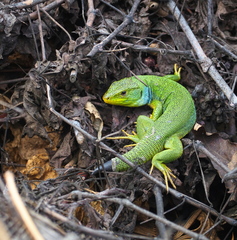 Lacerta diplochondrodes