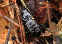 Pterostichus aethiops