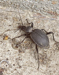 Cychrus caraboides