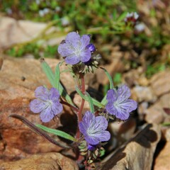 Phacelia exilis