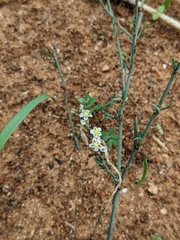 Polygonum equisetiforme