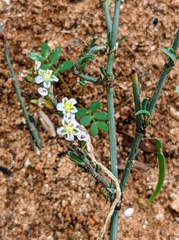 Polygonum equisetiforme