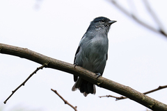 Conirostrum speciosum