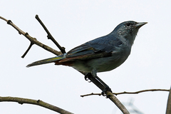 Conirostrum speciosum