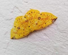 Periclina