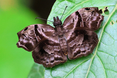 Helias phalaenoides