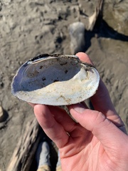 Uniomerus tetralasmus