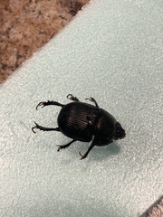 Geotrupes splendidus