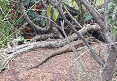 Matobosaurus validus