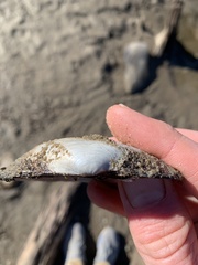 Uniomerus tetralasmus