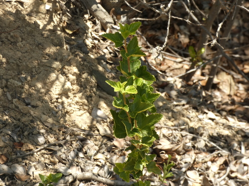 Ribes punctatum, photograph 4