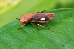 Oncometopia hamiltoni