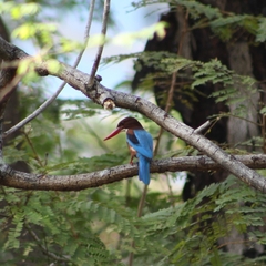 Halcyon smyrnensis perpulchra