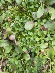 Cerastium holosteoides