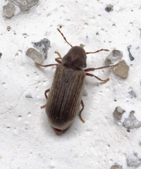Anobium punctatum