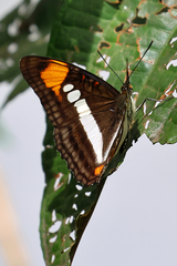 Adelpha serpa