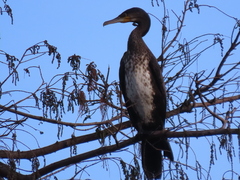 Phalacrocorax carbo