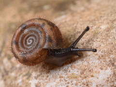 Helicodonta obvoluta