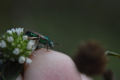 Agapostemon poeyi