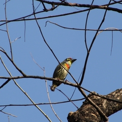 Psilopogon haemacephalus indicus