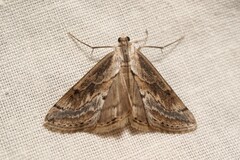 Evergestis dusmeti