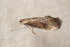 Evergestis isatidalis