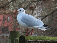 Chroicocephalus ridibundus