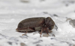 Anobium punctatum