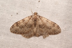 Nebula ibericata