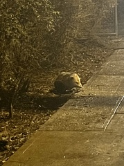Didelphis virginiana