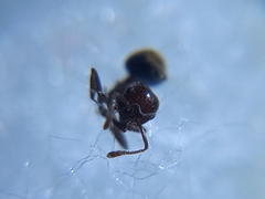Crematogaster subnuda